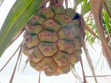 露兜树