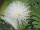 白缨花