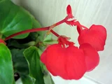 秋海棠龙翼