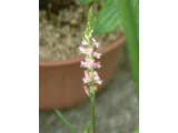 Spiranthes sinensis