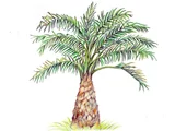 Elaeis guineensis