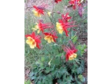 Aquilegia