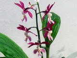 エビネ 薩摩紅