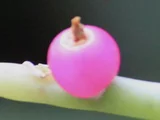 リプサリス・クエレバムベンシス