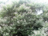 タイワンニンジンボク