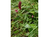 Waremokou or Sanguisorba