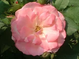 Rose 'Sakuragasumi'