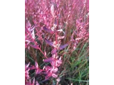 Lythrum anceps