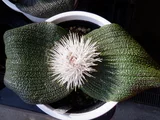 Massonia longipes