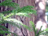 Sugi