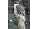 タカノツメ