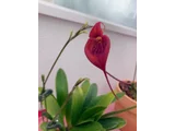 マスデバリア・アヤバカナ