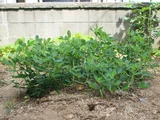 花生