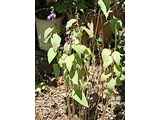 Adenophora remotiflora