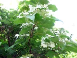 Viburnum sargentii