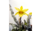 Dendrobium senile