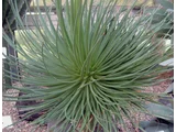 Agave striata