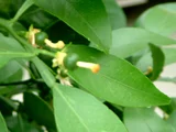 花良治柑橘