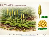 Lycopodium clavatum
