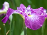 Japanese Iris 'Asakagura'