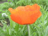 Oriental poppy