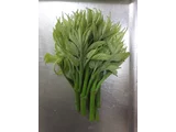 ウド