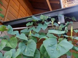 月光花