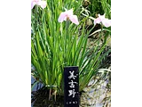 花菖蒲 '美吉野'