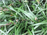 Liriope muscari