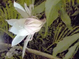 曇花