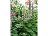 Agastache