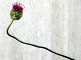 小花葱