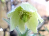 Pulsatilla vulgaris
