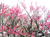 ウメ