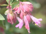 'Pilgrim'观赏牛至