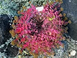 Hylotelephium cauticolum