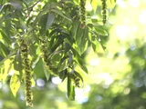 Pterocarya rhoifolia