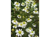 Matricaria chamomilla