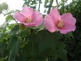 醉芙蓉
