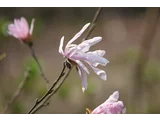 Star Magnolia