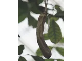 ソーセージノキ