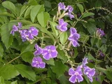 Duranta
