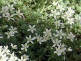 Saxifraga bronchialis