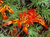 Lotus bertheloti