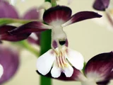 Ebine 'Orihime'