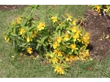 Hypericum monogynum