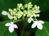 Hydrangea serrata