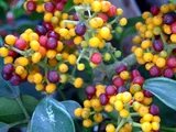 Schefflera