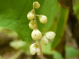 高山鹿蹄草