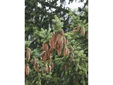 オウシュウトウヒ